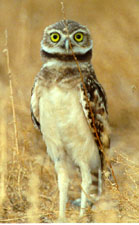 Juvenile Burrowing Owl, July 2001