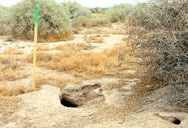 Natural Burrow, Chandler, Arizona