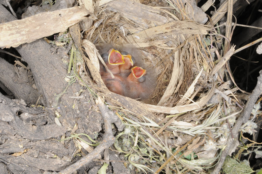 Aberts Towhee nest with young