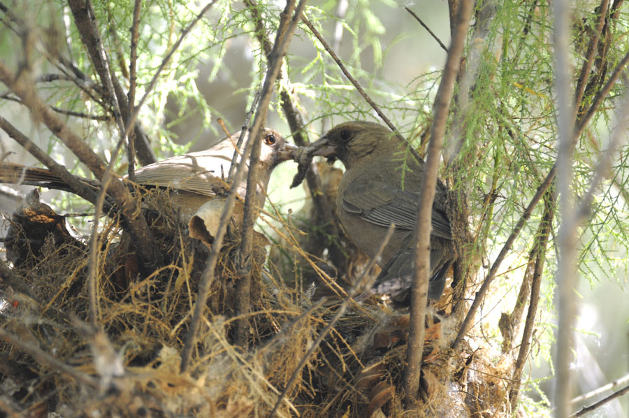 Two Towhees with one bug