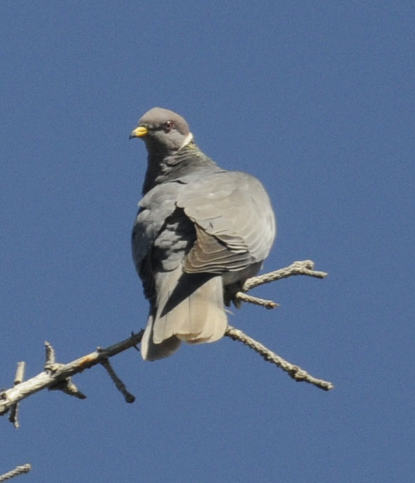 Band-tailed Pigeon