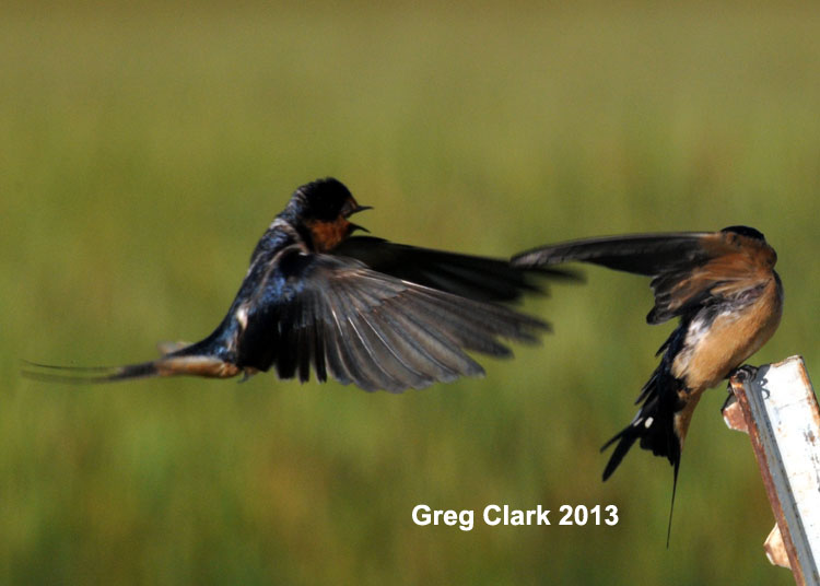 Male continues Display for Female