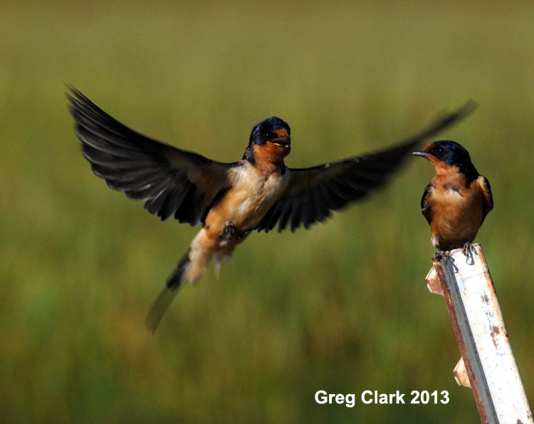 Male with front view showing more courtship