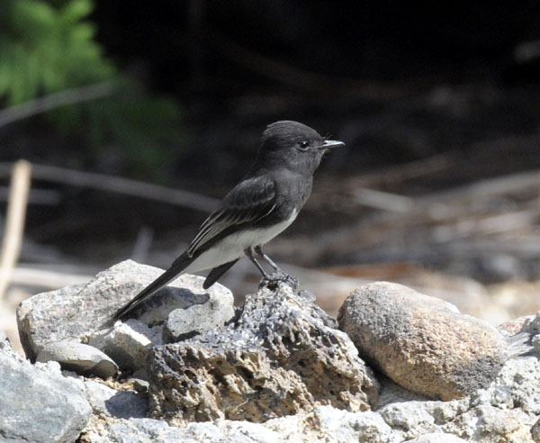 Black Phoebe