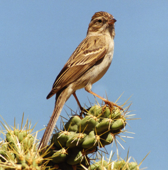 brewers Sparrow