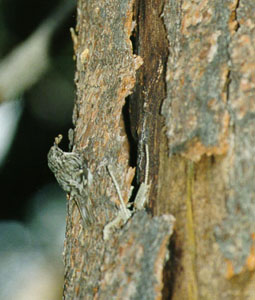 Brown Creeper Carrying Food