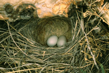Black-throated Sparrow nest with eggs