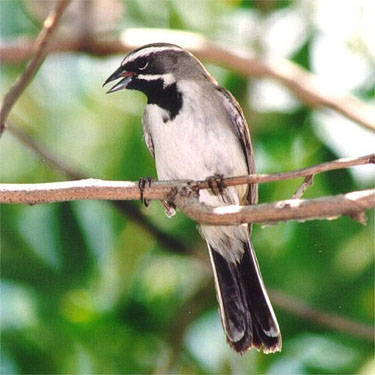 Black-throated Sparrow Perched