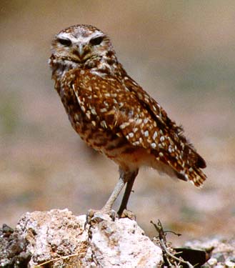The Burrowing Owl is rapidly