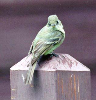 Cordilleran Flycatcher 1