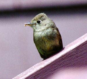 Cordilleran Flycatcher 2