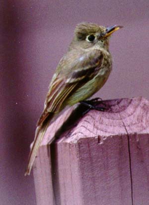 Cordilleran Flycatcher 3