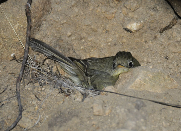 cordilleran Flycatcher On Nest