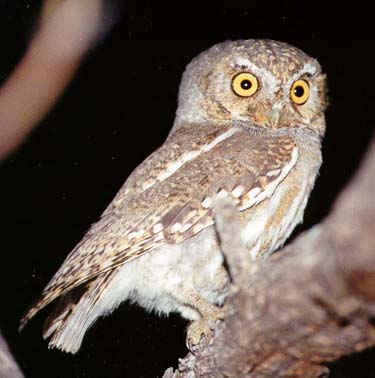 Elf Owl