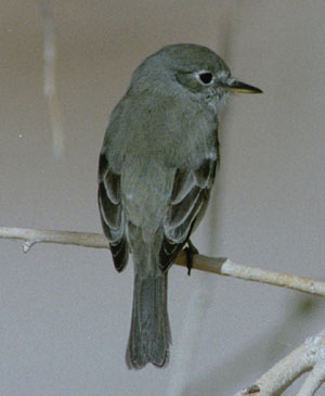 Gray Flycatcher Back