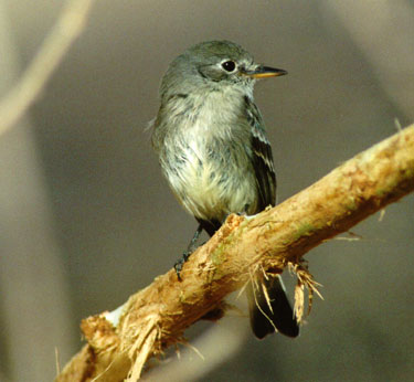 Gray Flycatcher Front