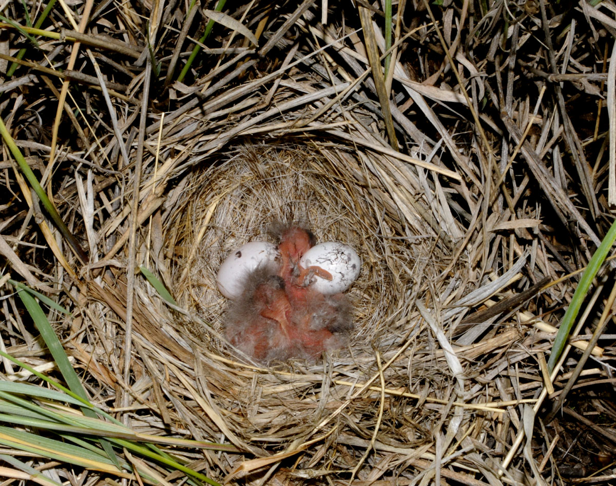 Lark Sparrow Nest with eggs and baby birds