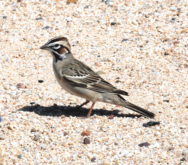 Lark Sparrow side view