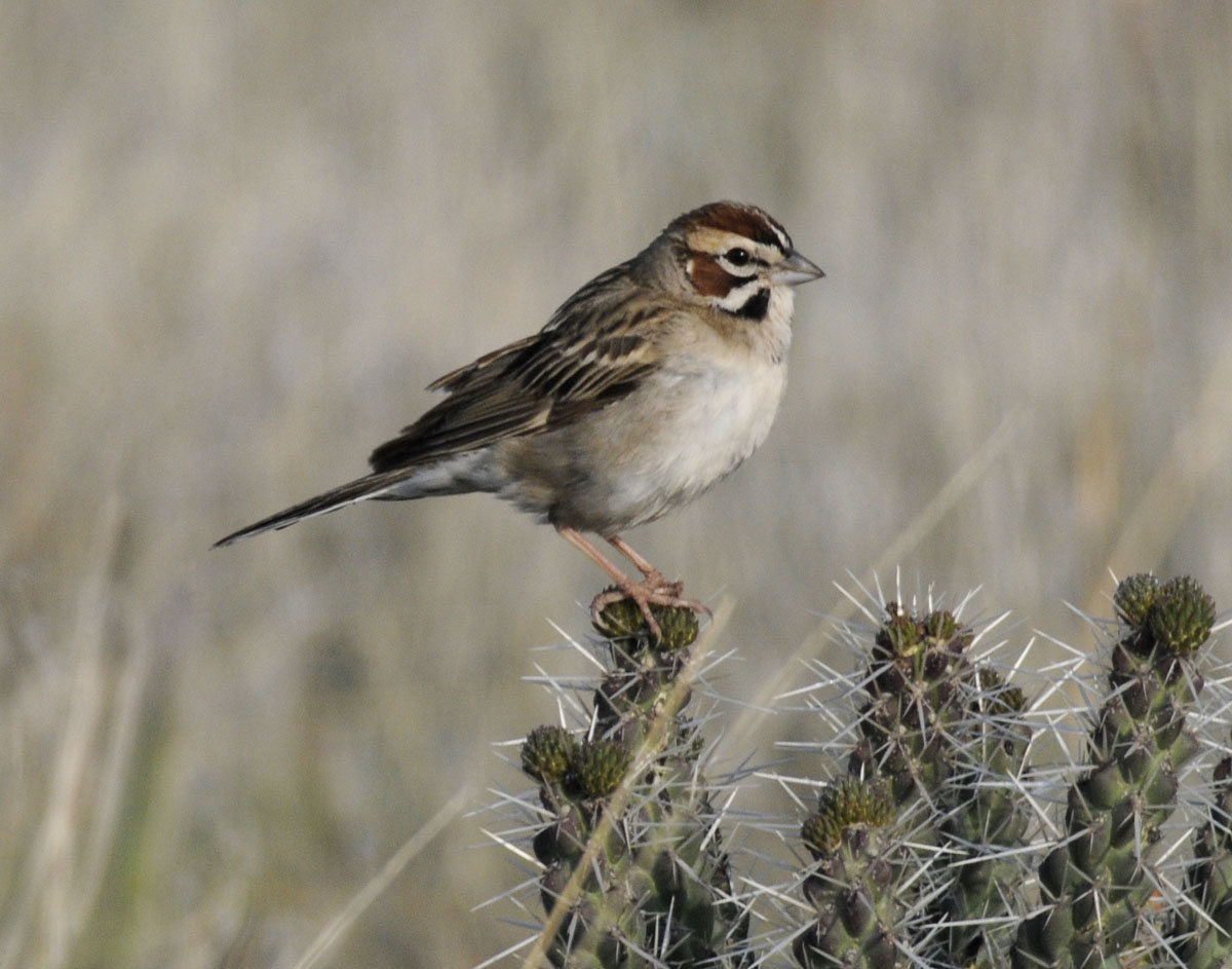 Lark Sparrow on cactus