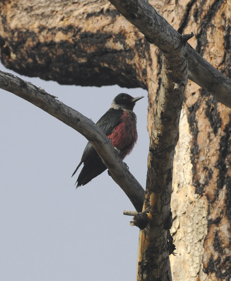 Lewis's Woodpecker, perched