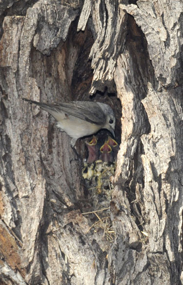 adult looking over the baby birds