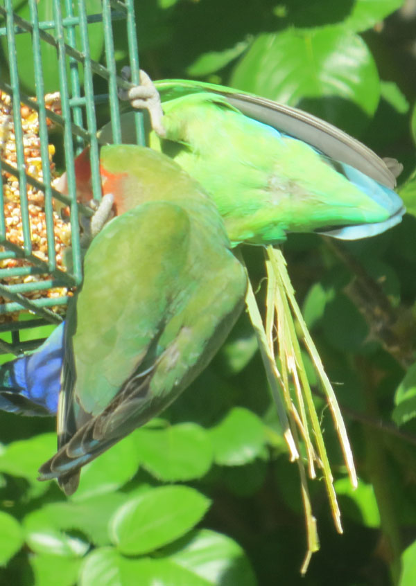 lovebird with nest materail in tail