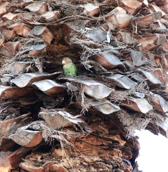 trimmed palm with cavity and lovebird