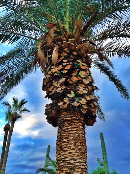 untrimed palm tree with grass and lovebirds