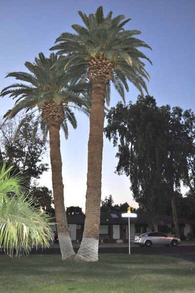 two trimmed palm trees