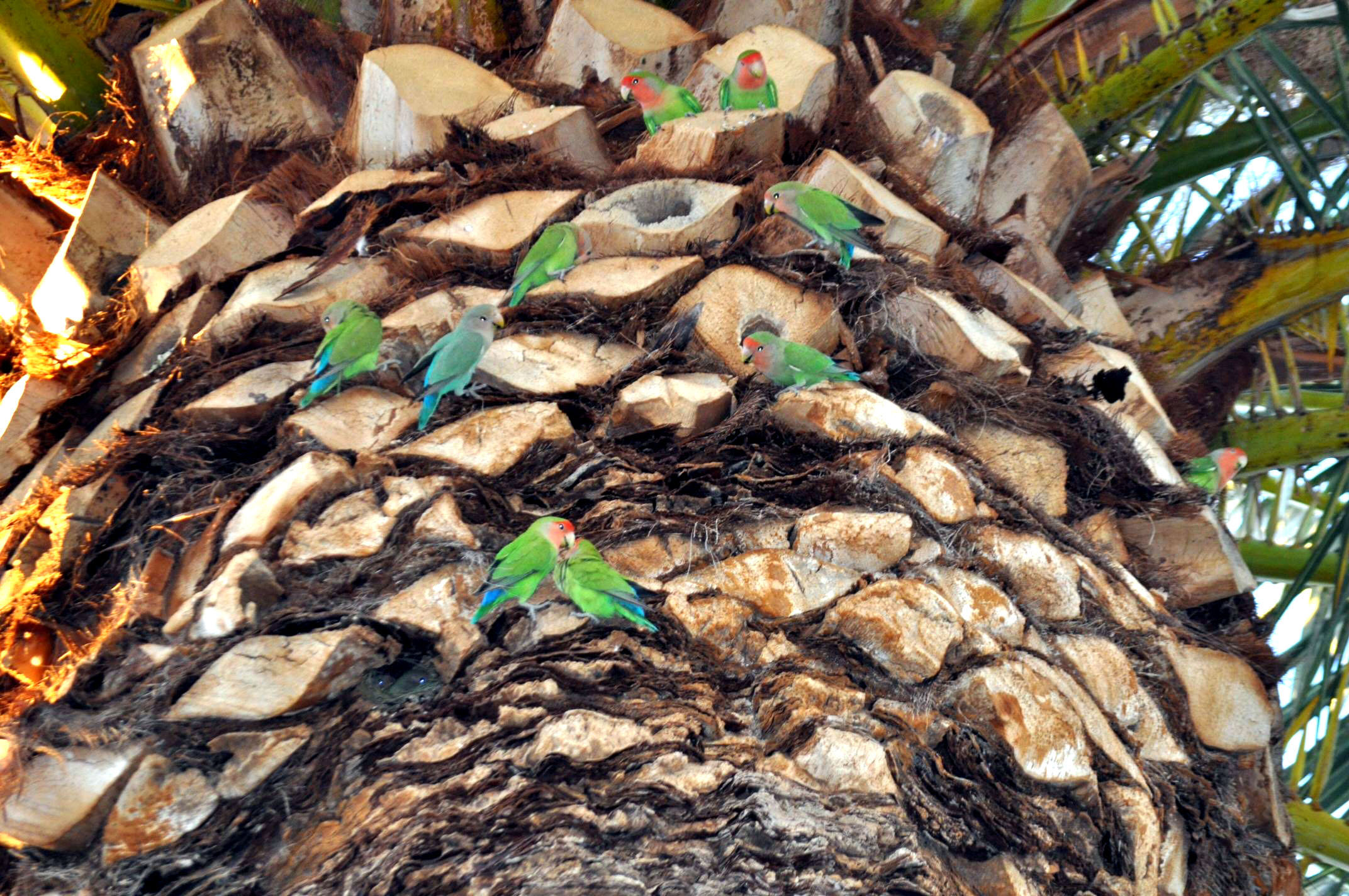 trimmed palm tree with lovebirds