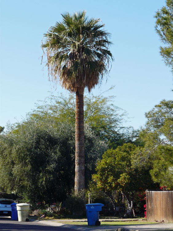 untrimmed 30' palm tree