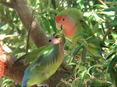 Peach-faced Lovebird Juvenile Begging - Carroll Lam