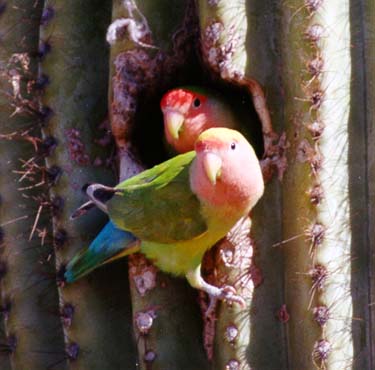 Love Bird on Peach Faced Lovebird Range Expansiondata In Greater Phoenix  Arizona