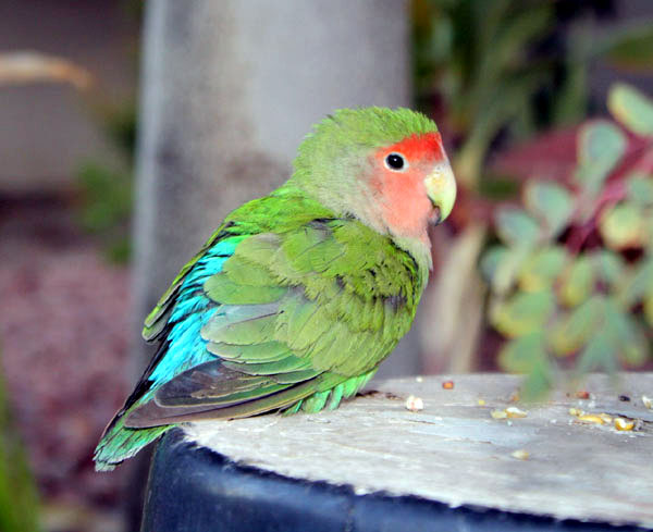 Rosy-faced Lovebird, South Mountain, Dec 2011