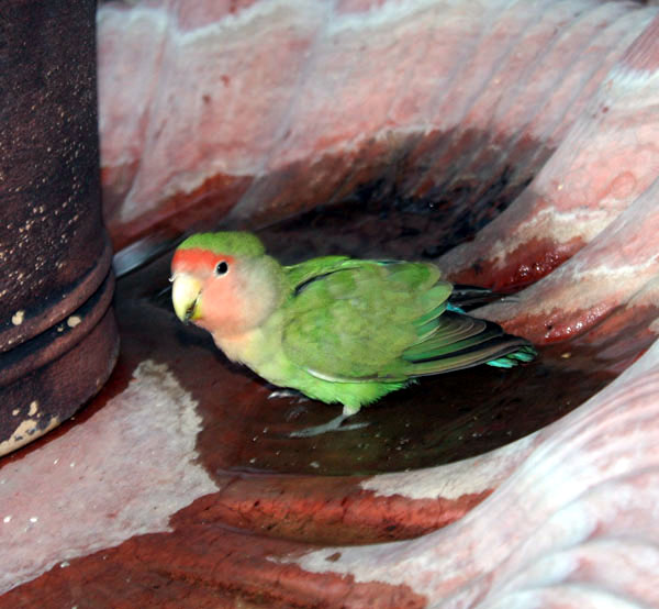 Lovebird getting a drink