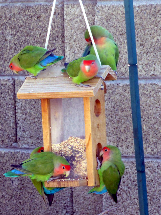 wait your turn to get to the feeder