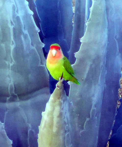 perched on a Yucca spike