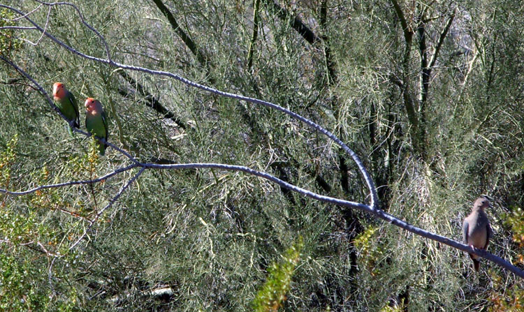 Lovebirds in native sonoran desert habitat