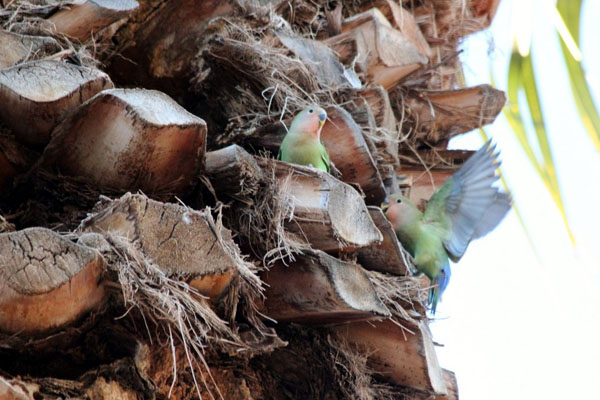 lovebirds at palm teee cavity