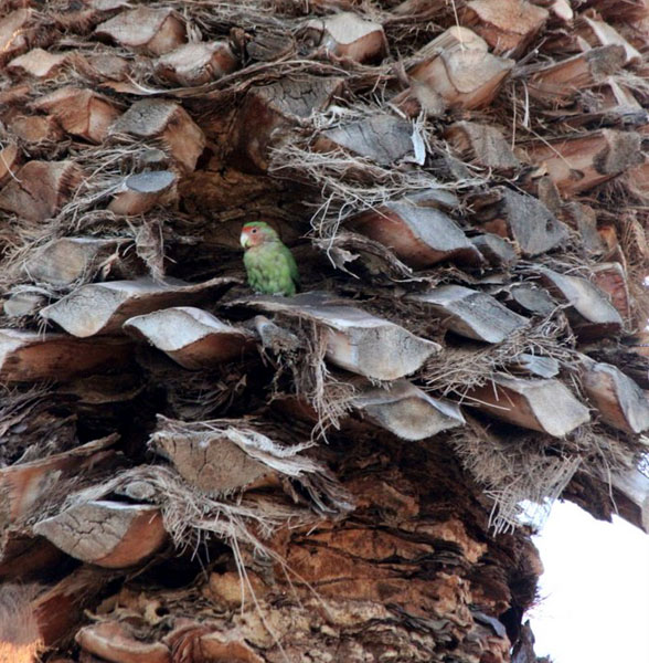 Lovebird in front of palm tree cavity