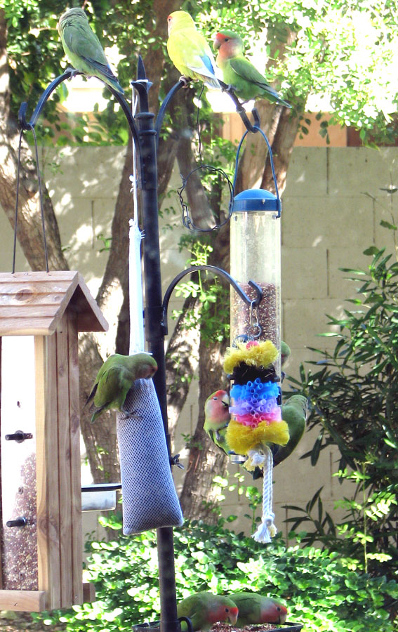 Lots of lovebird feeder action