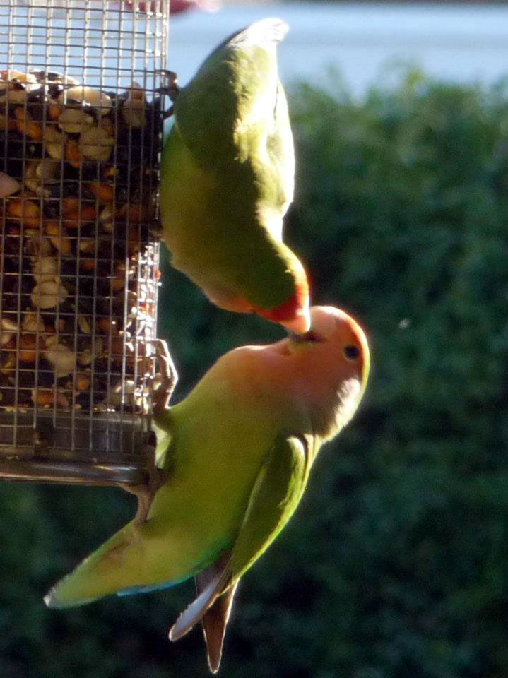One adult feeding another