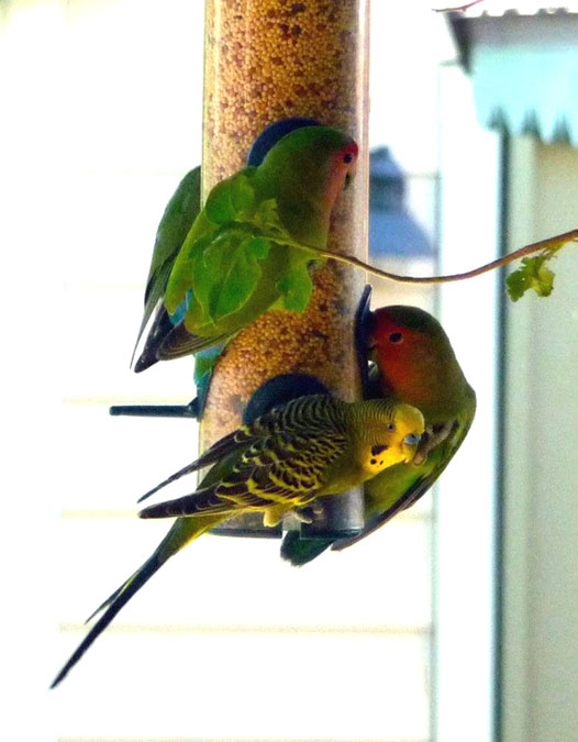 lovebirds with budgie