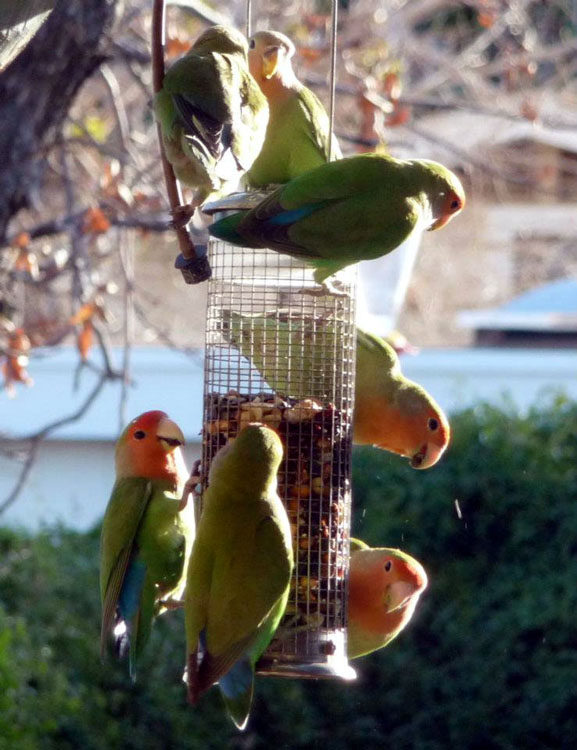 lovebirds on feeder