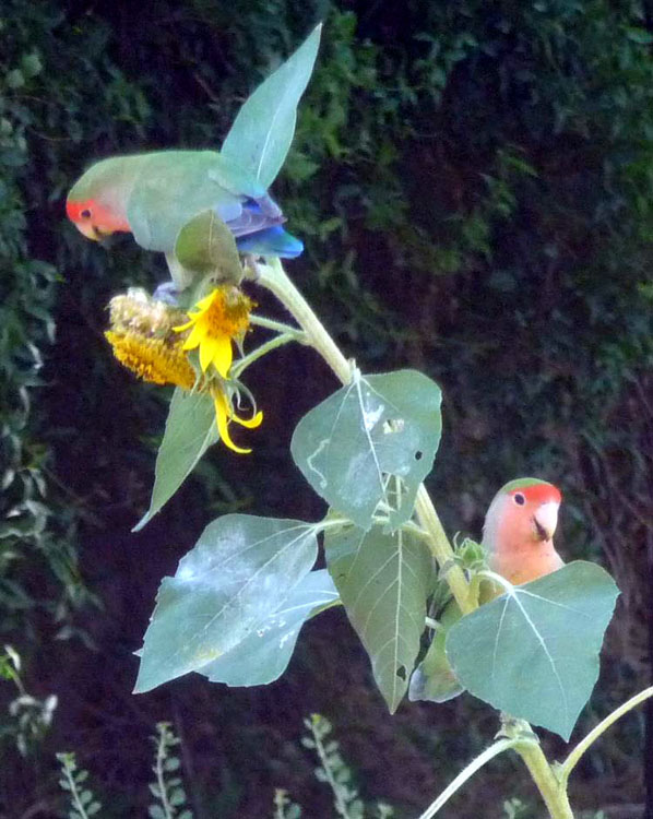 Lovebird on Sunflower