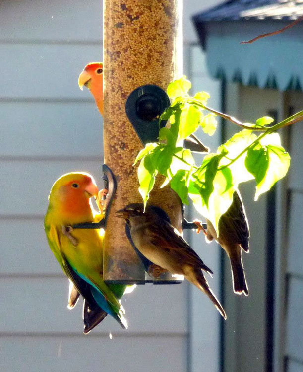 Lovebirds with House Sparrows