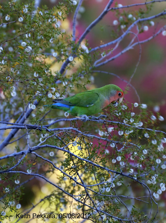 lovebird eating creosote