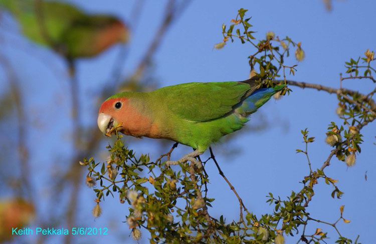 lovebird eating creosote