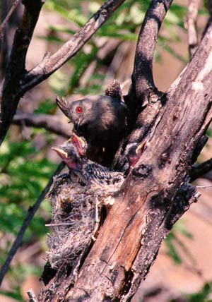 Female Phainopepla and Nest with Young