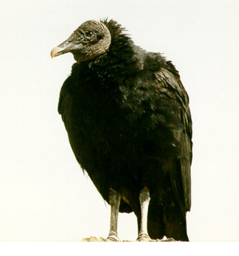 Black Vulture